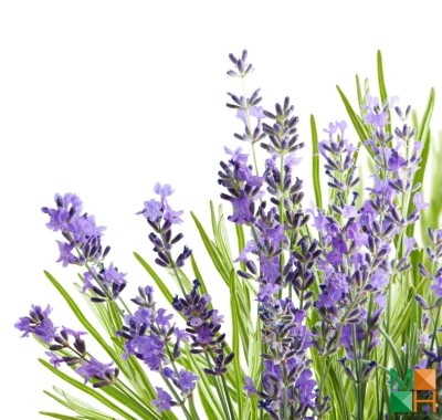  Tranh dán tường Hàn Quốc nhập khẩu hoa lavender FW -235